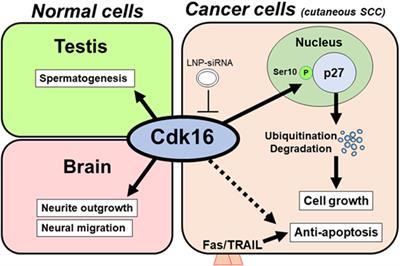 Novel Therapeutic Targets in Cutaneous Squamous Cell Carcinoma